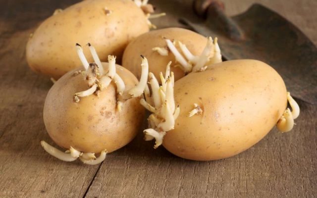 Mách bạn 7 cách bảo quản khoai tây không mọc mầm