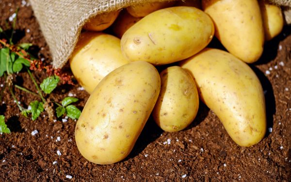 6 Cách bảo quản khoai tây tươi không bị mọc mầm