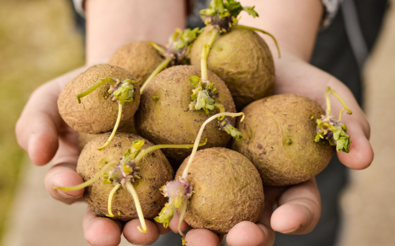 9 cách bảo quản khoai tây không bị mọc mầm
