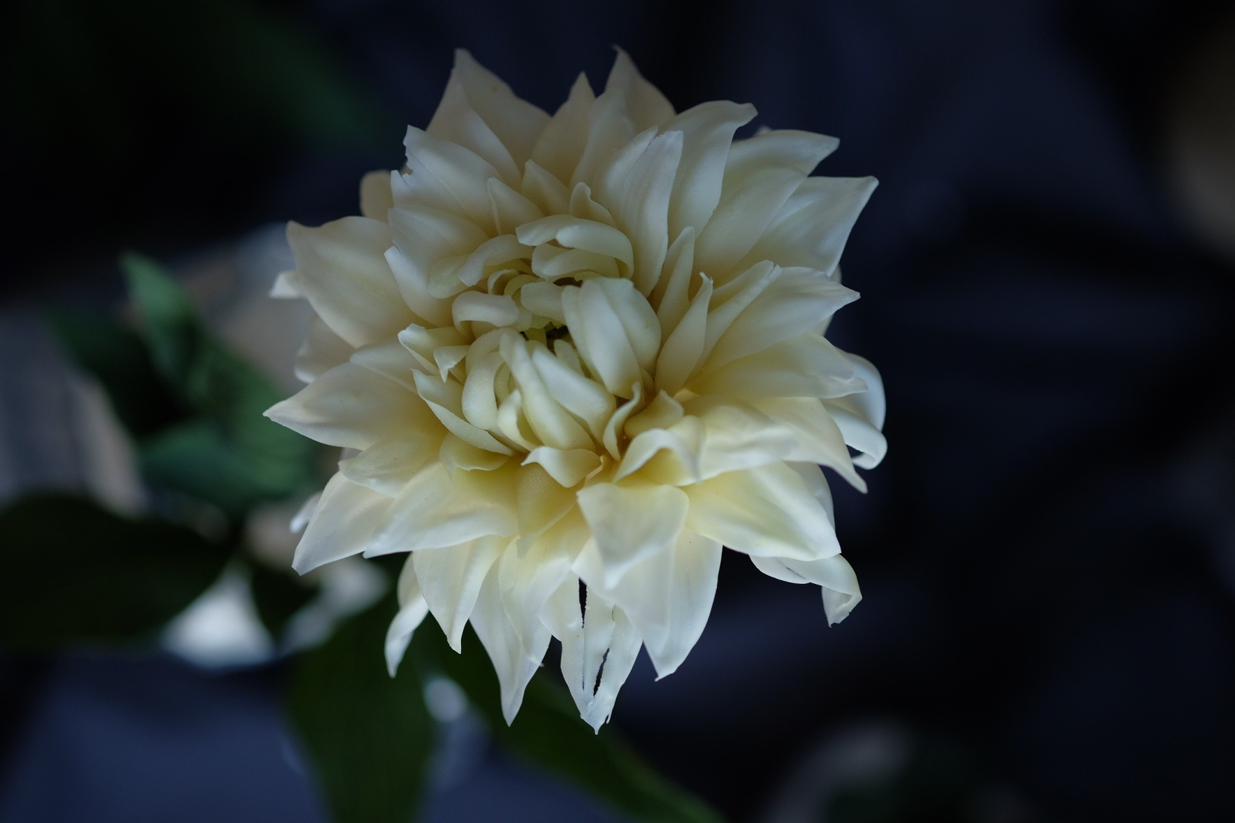 Khám Phá Nghệ Thuật Làm Bánh Với Những Bông Hoa Ăn Được