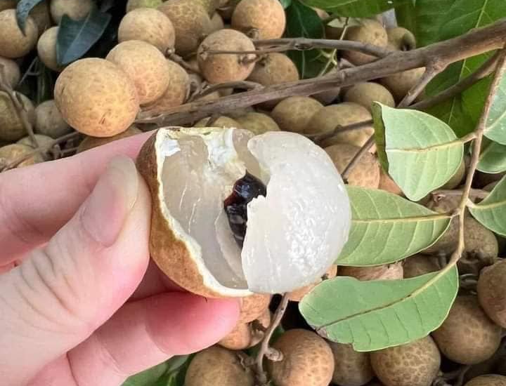 Những loại trái cây vào mùa, giá rẻ, dễ tìm tại chợ Việt, ai cũng yêu thích vì ngon miệng và tốt cho sức khỏe