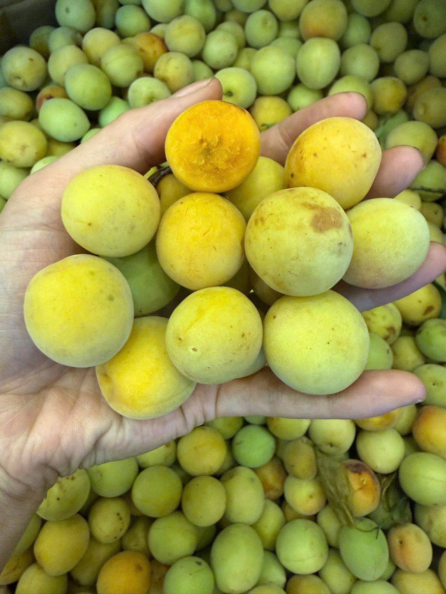 Mùa Mơ Má Đào Mộc Châu: Hướng Dẫn Ngâm Mơ Ngon Không Váng, Giải Nhiệt Mùa Hè