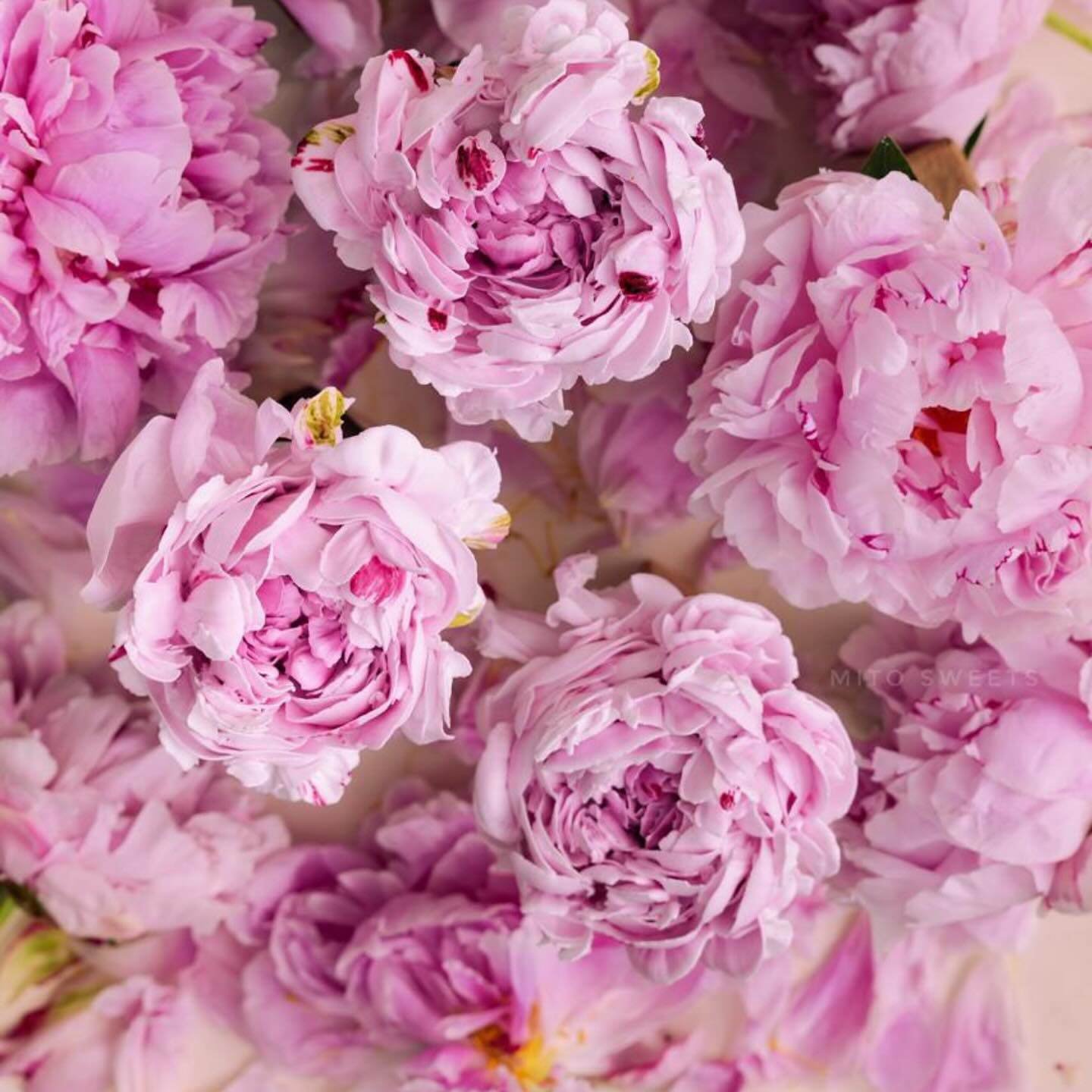 Khám Phá Nghệ Thuật Làm Bánh Với Những Bông Hoa Ăn Được