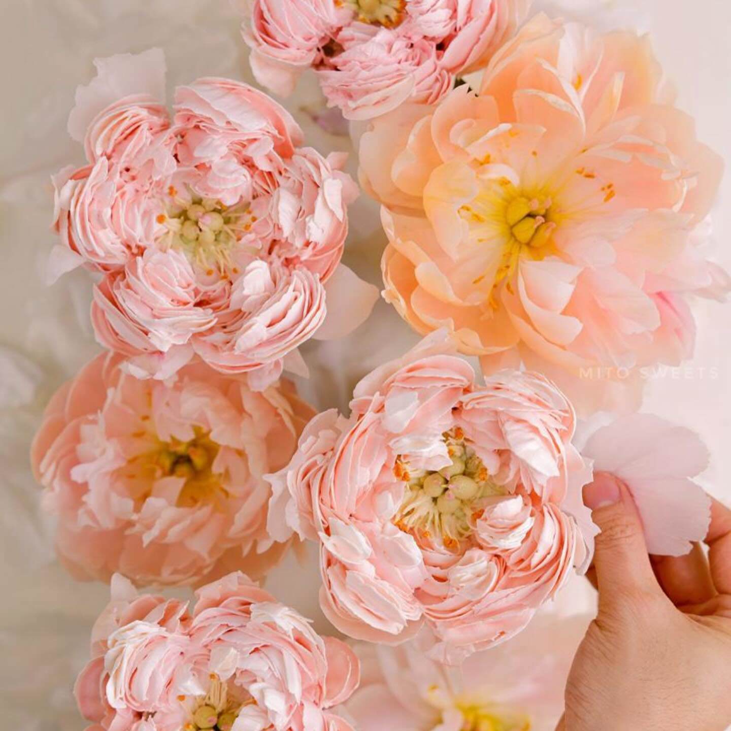 Khám Phá Nghệ Thuật Làm Bánh Với Những Bông Hoa Ăn Được