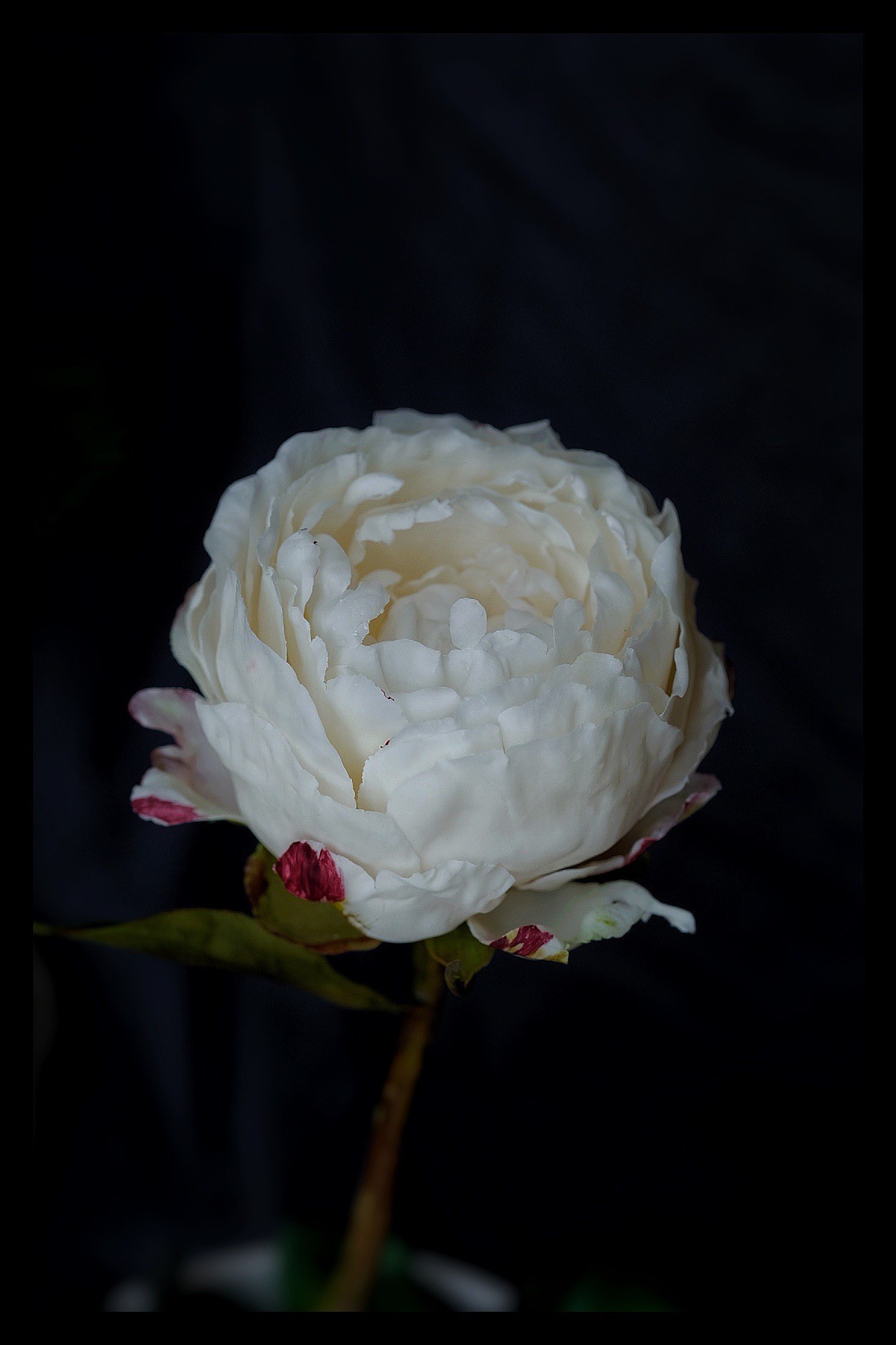 Khám Phá Nghệ Thuật Làm Bánh Với Những Bông Hoa Ăn Được