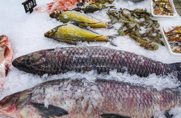 2 phương pháp rã đông cá nhanh chóng và hiệu quả